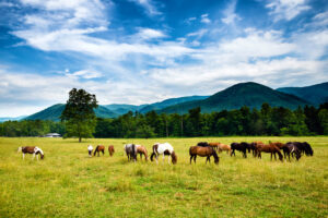 horses wandering the fields in the Smoky Mountains
