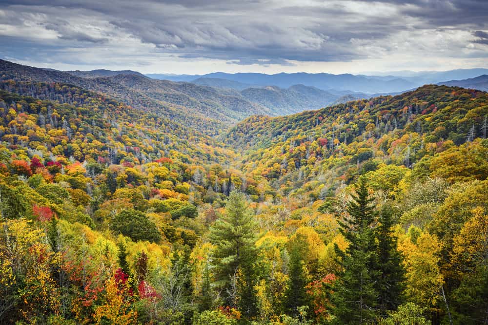fall trees in mountains
