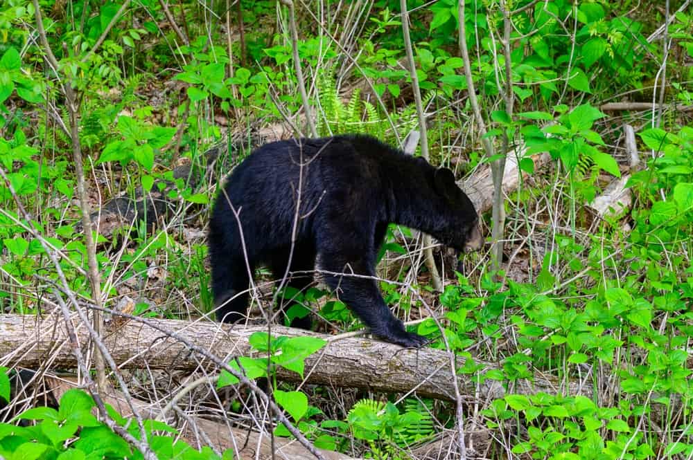 Everything You Need to Know About Bears in the Smoky Mountains