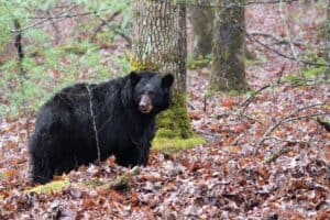 bear in woods